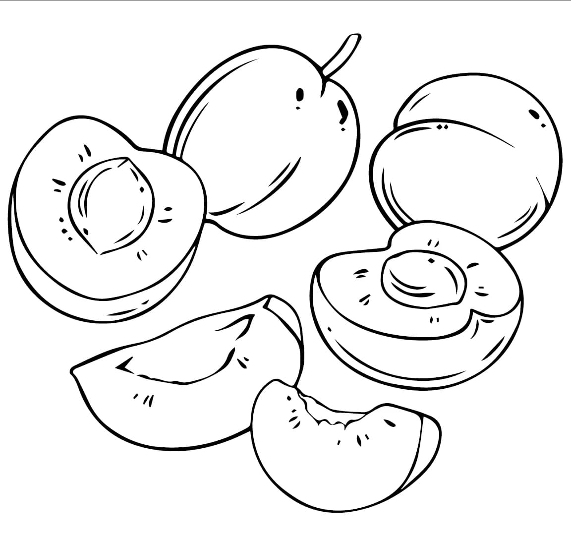 ระบายสี รูปภาพลูกพลัมฟรี