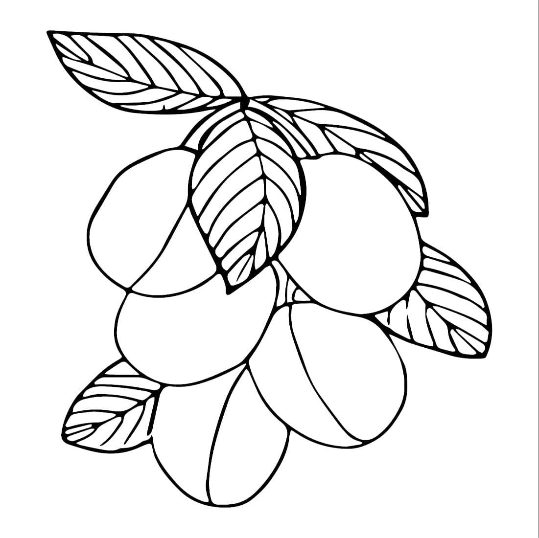 ระบายสี วิคตอเรียพลัมส์