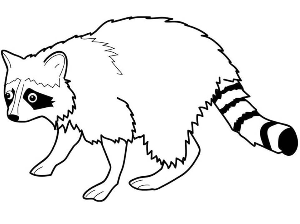 ระบายสี แรคคูนโง่