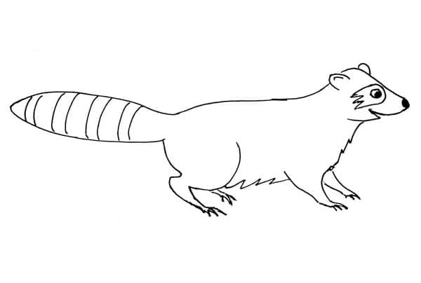 ระบายสี แรคคูนธรรมดา