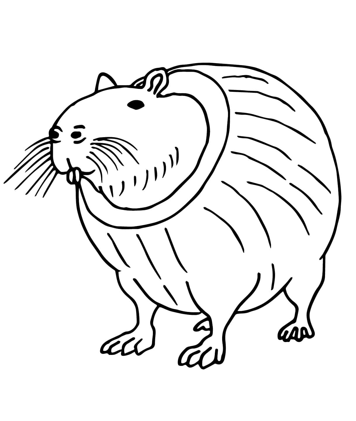 ระบายสี บูร์บาโลนี ลูลิลอลลี่