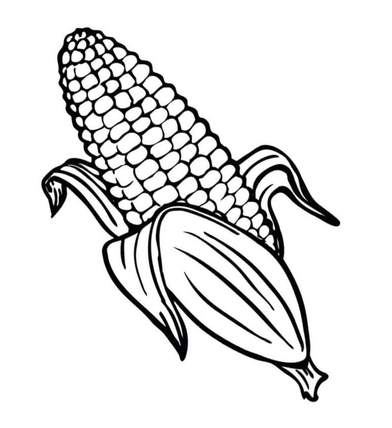 ระบายสี ข้าวโพด ผักฟรี