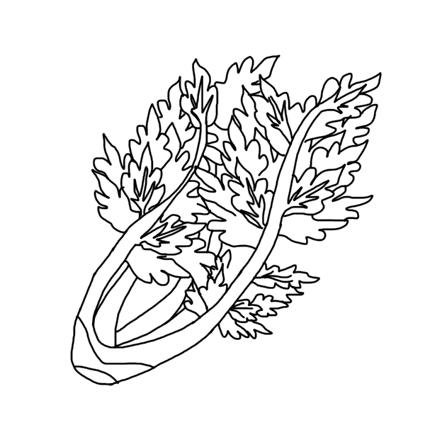 ระบายสี ผักขึ้นฉ่าย