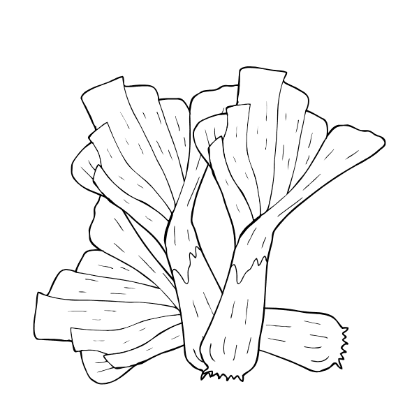 ระบายสี ผักต้นหอม