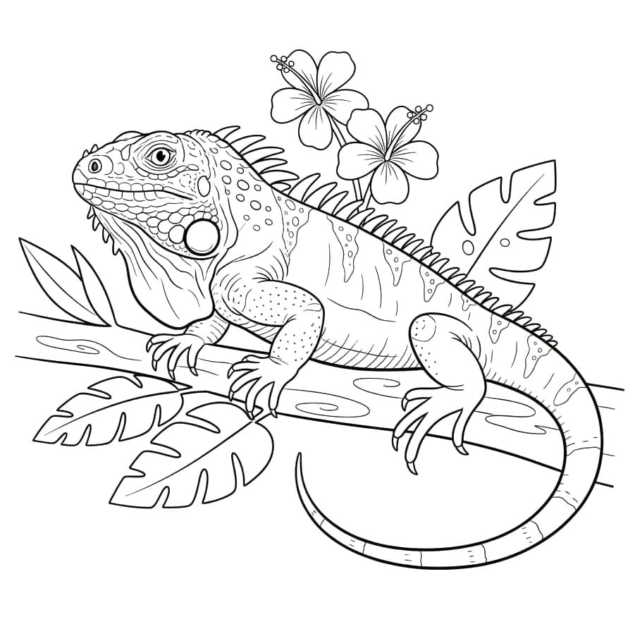 ระบายสี ภาพพิมพ์กิ้งก่าฟรีสำหรับเด็ก