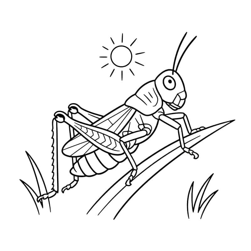 ระบายสี ภาพตั๊กแตนฟรี