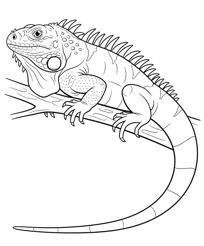 ระบายสี ภาพวาดอีกัวน่า