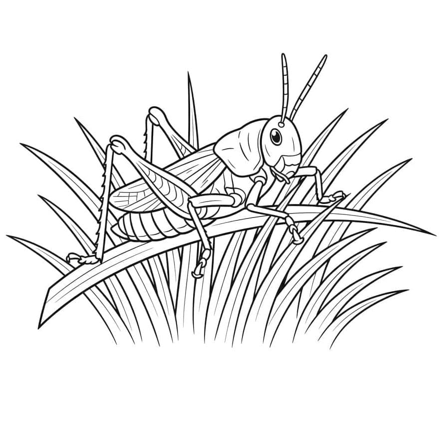 ระบายสี ตั๊กแตนบนสนามหญ้า