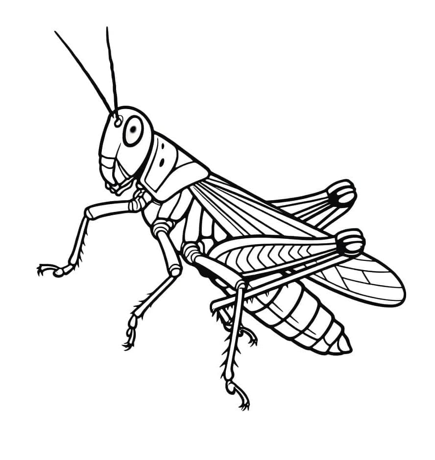 ระบายสี ตั๊กแตนฟรีสำหรับเด็ก