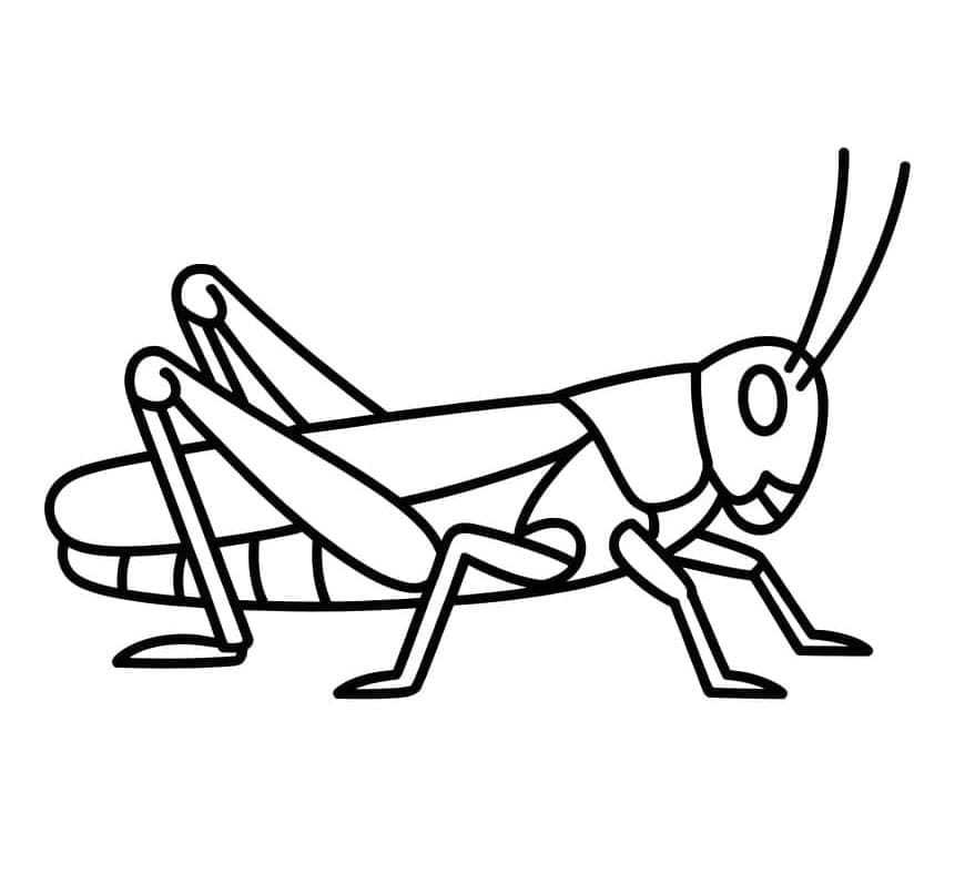 ระบายสี ตั๊กแตนง่าย