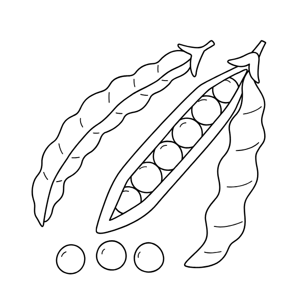 ระบายสี ถั่วผัก