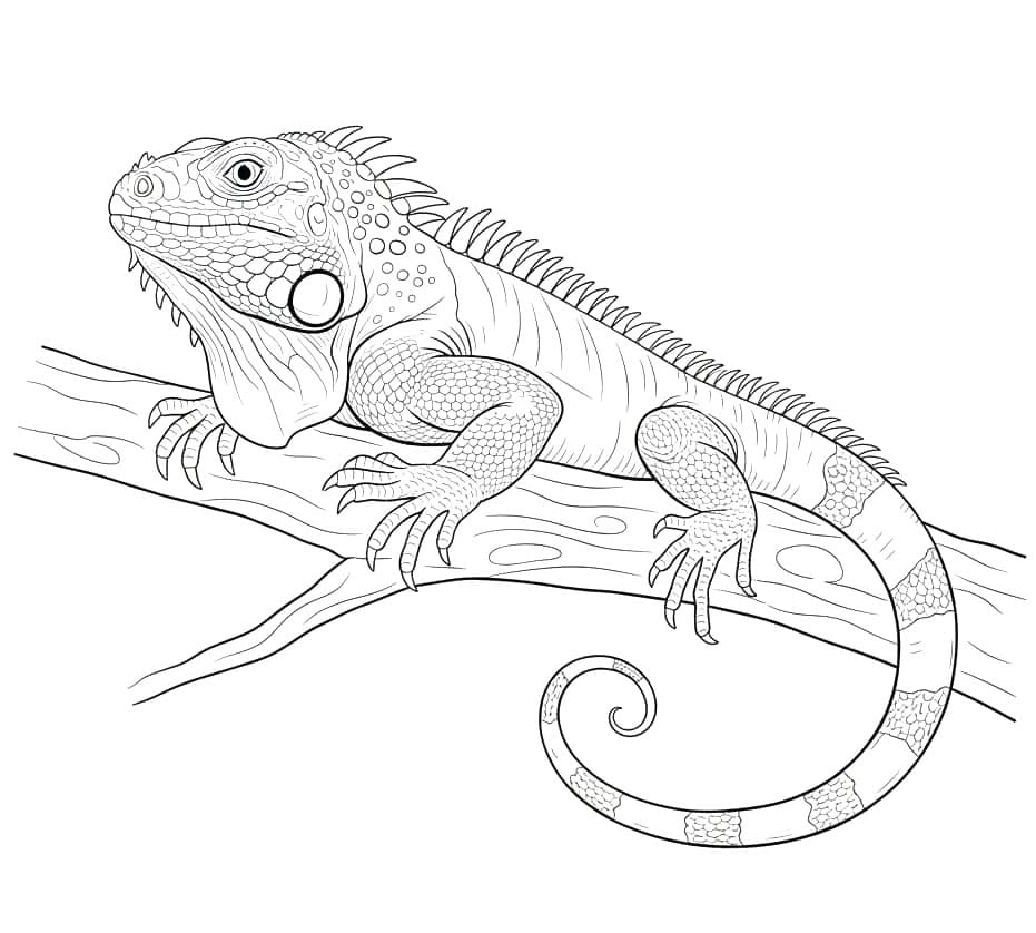 ระบายสี อีซี่ อิกัวน่า