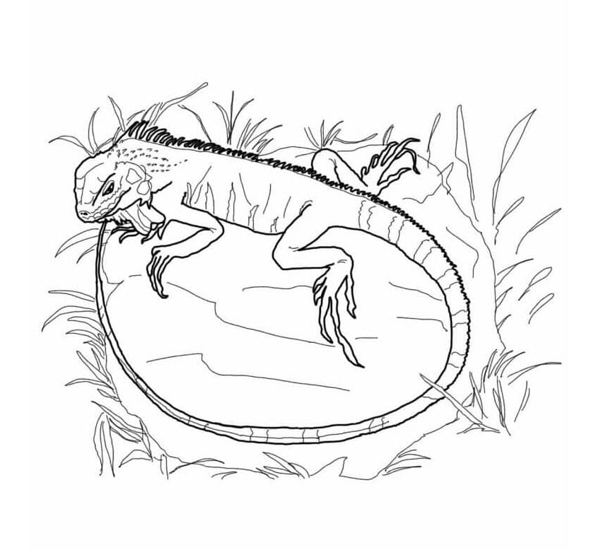 ระบายสี อีกัวน่าบนพื้นหญ้า