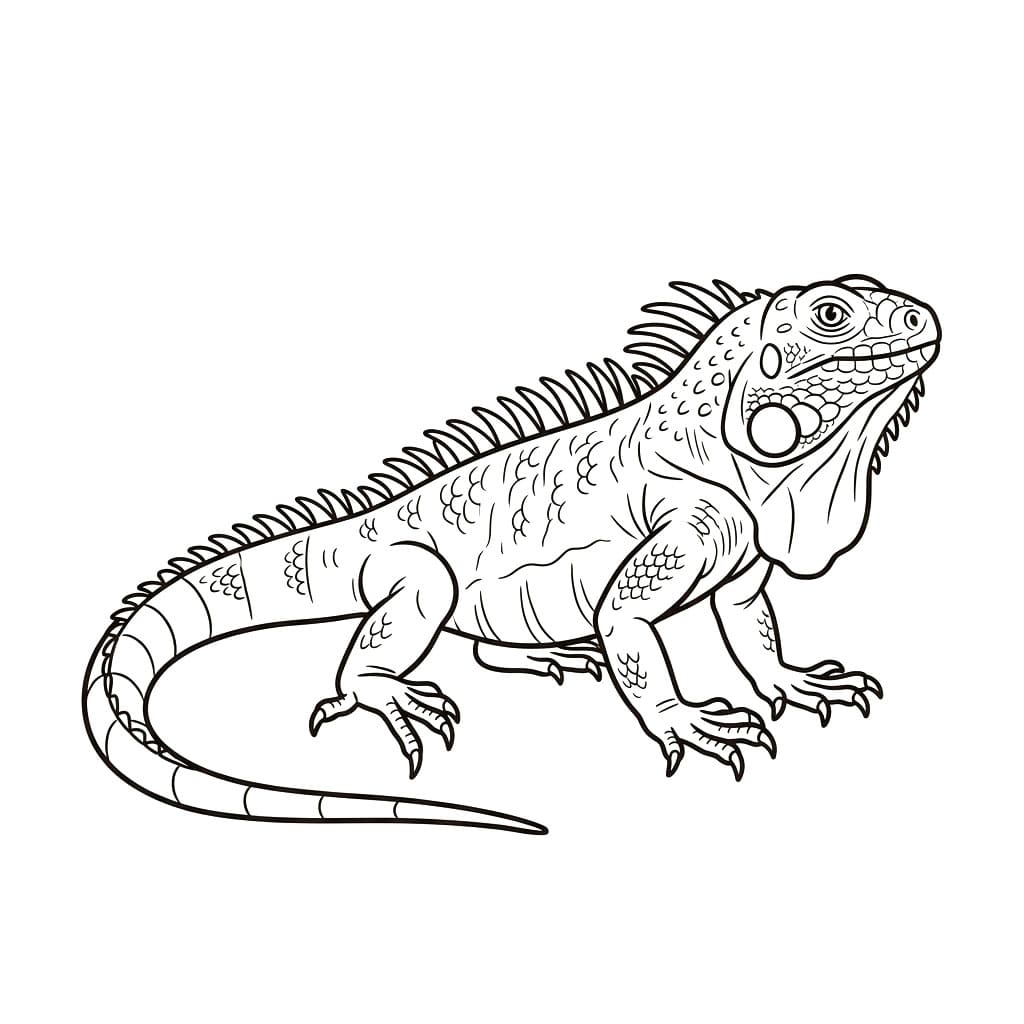 ระบายสี อิกัวน่านั่งพัก