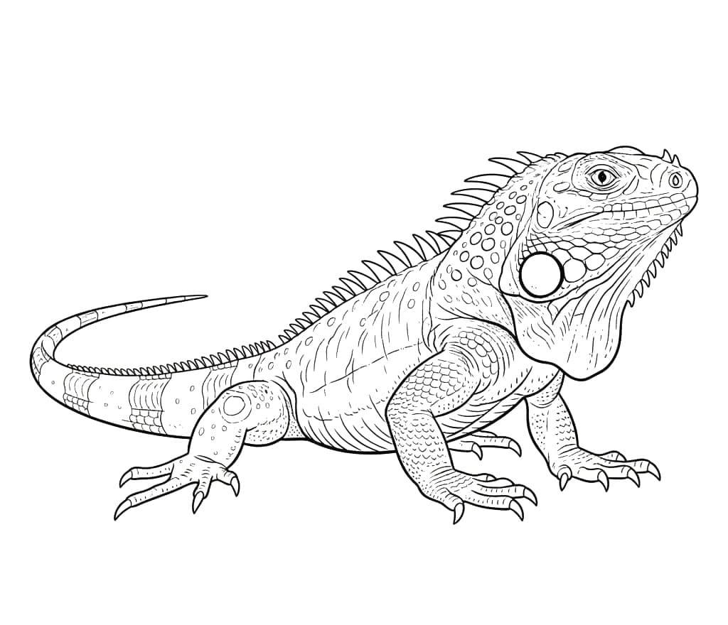 ระบายสี อีกัวน่าตัวเล็กภาพฟรี