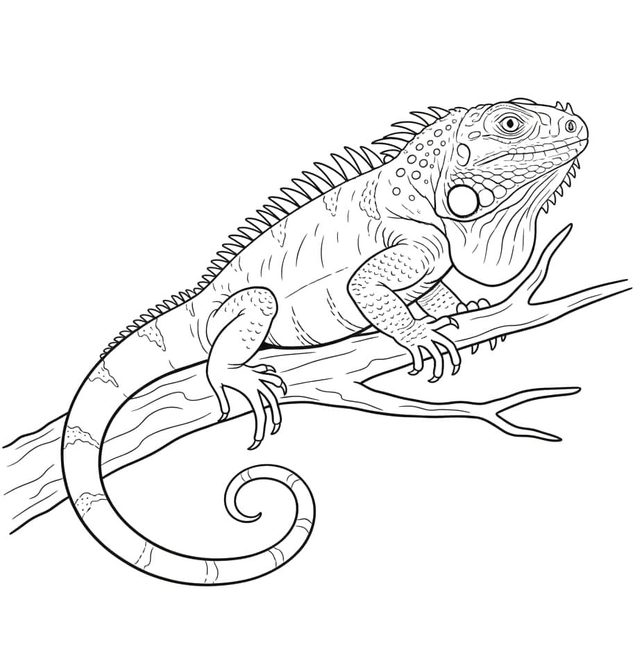 ระบายสี อีกัวน่าธรรมดา