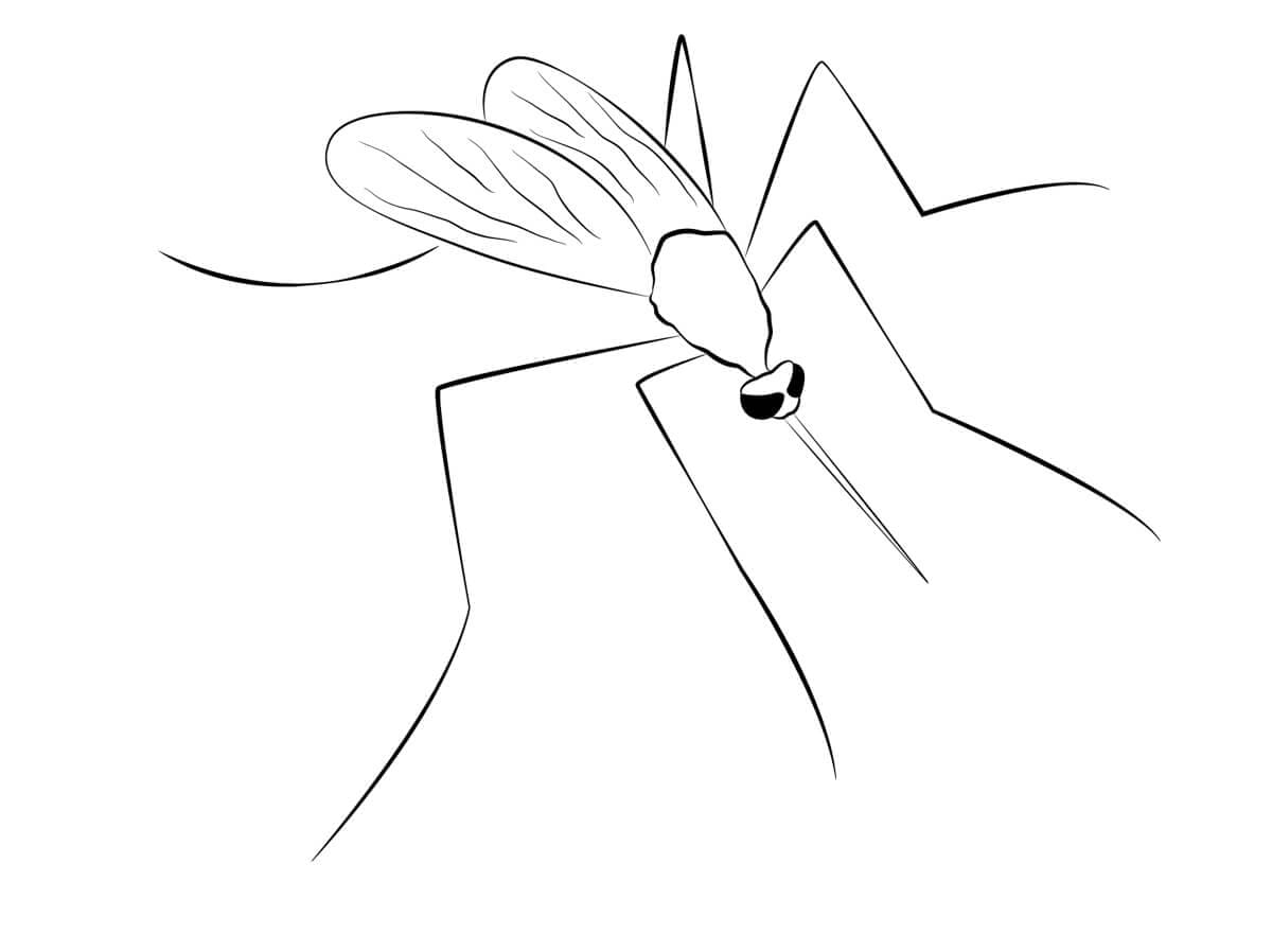 ระบายสี ยุงดำ