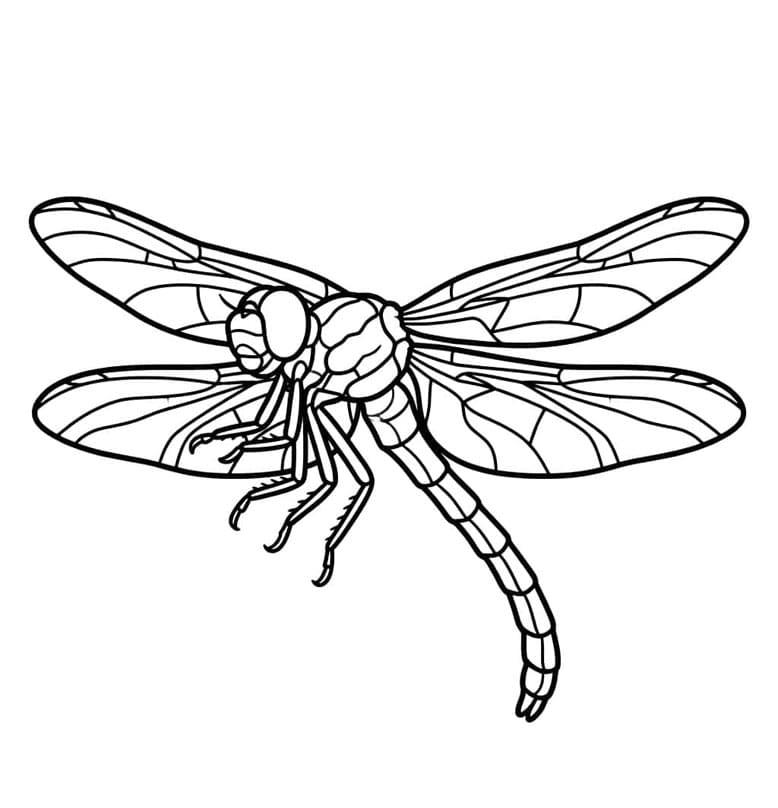 ระบายสี ฟลายอิ้ง แมลงปอ