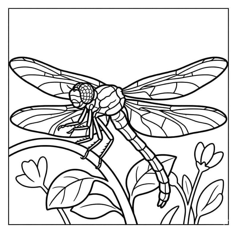 ระบายสี แมลงปอทองดอกไม้