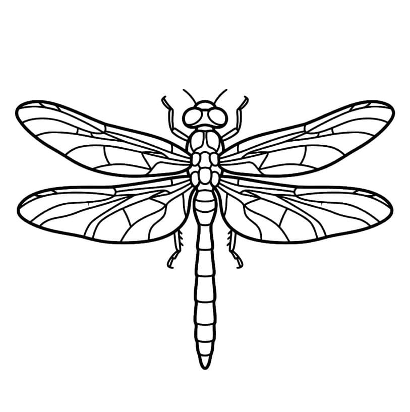 ระบายสี แมลงปอทองผู้เงียบขรึม
