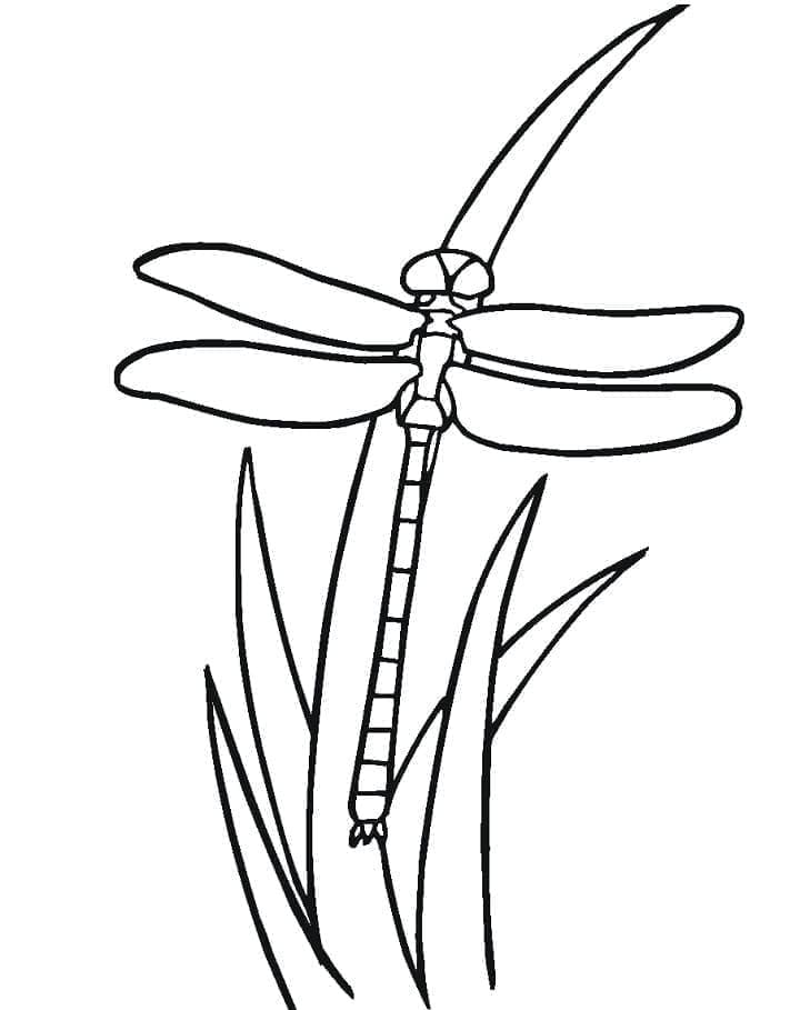 ระบายสี แมลงปอทองสำหรับเด็ก
