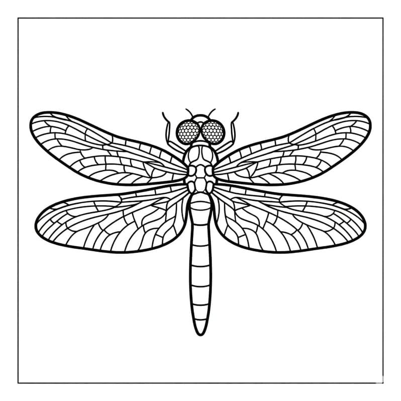 ระบายสี แมลงปอทองที่มีลวดลาย