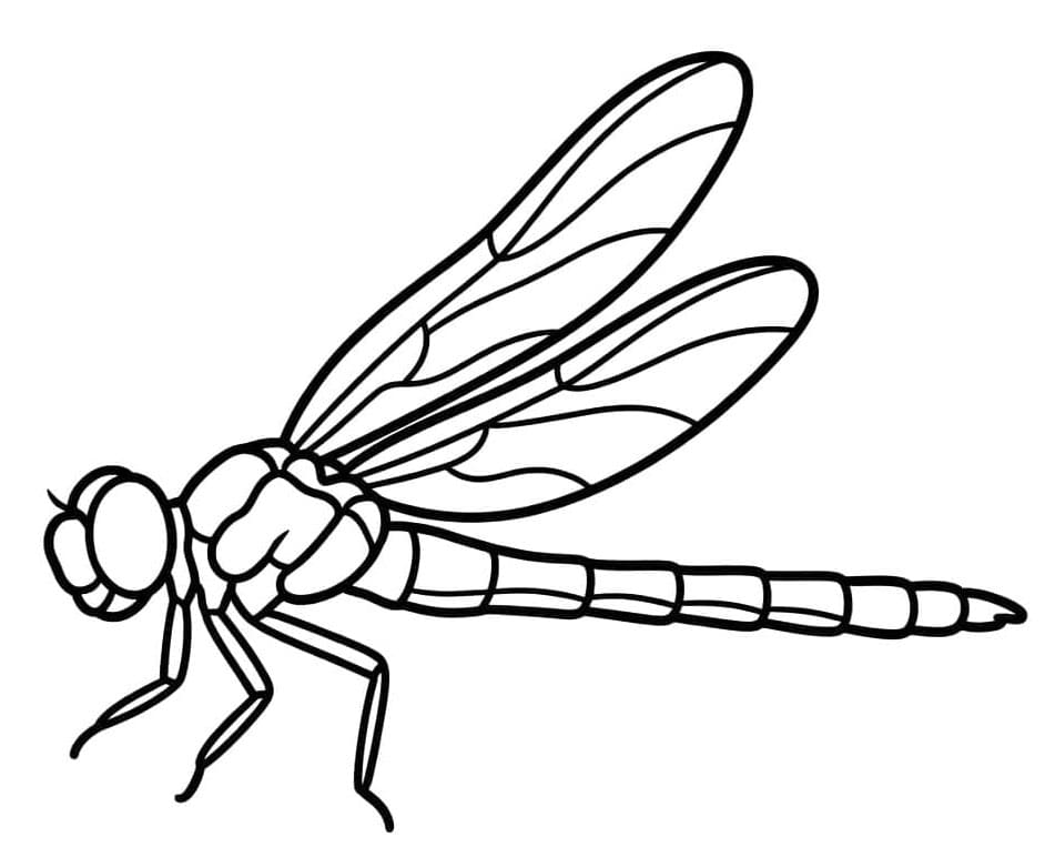 ระบายสี เพจ แมลงปอ