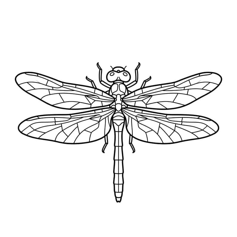 ระบายสี รายละเอียดแมลงปอ