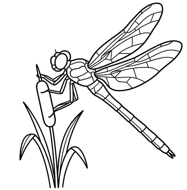 ระบายสี แมลงปอ