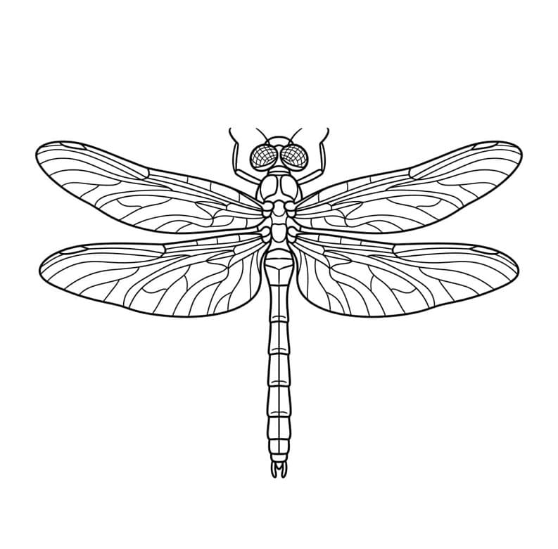 ระบายสี ซอฟต์ แมลงปอ