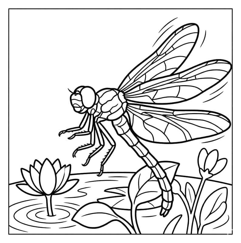 ระบายสี ทะเลสาบแมลงปอ