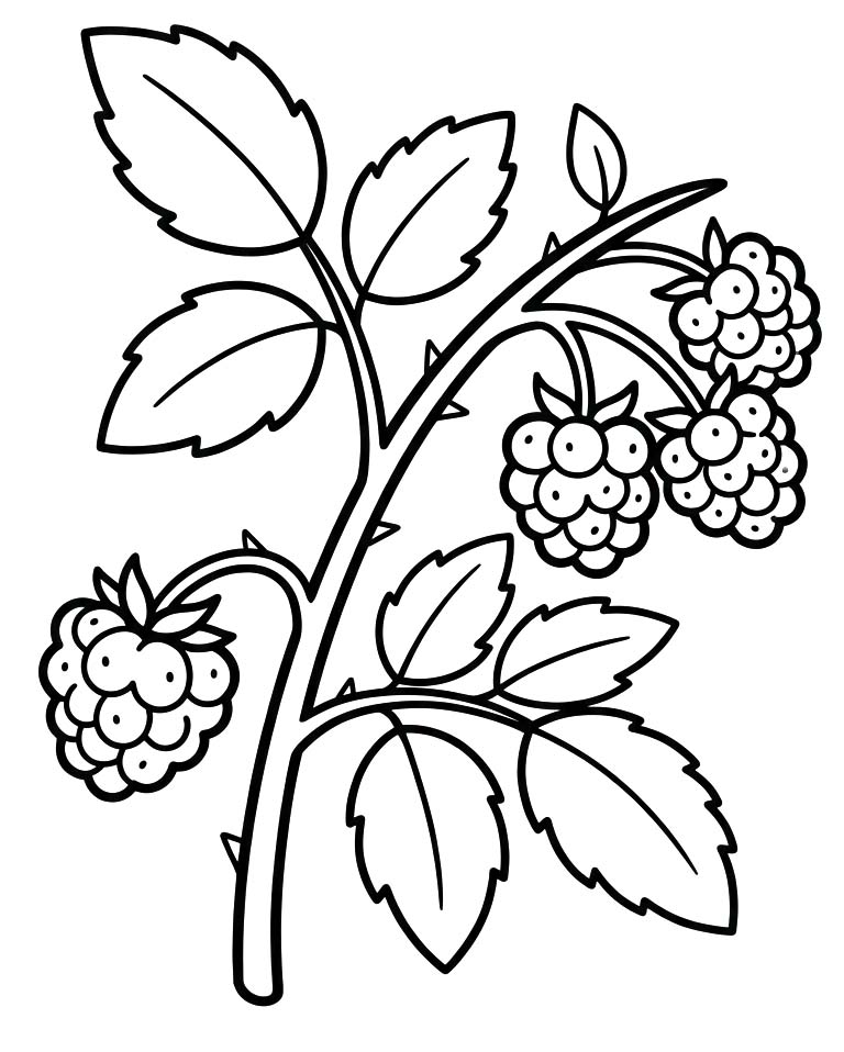 ระบายสี ภาพ ราสเบอร์รี่ สำหรับเด็ก