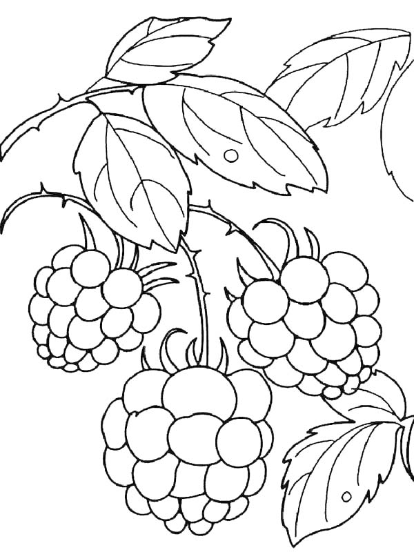 ระบายสี ราสเบอร์รี่ เรียบง่าย