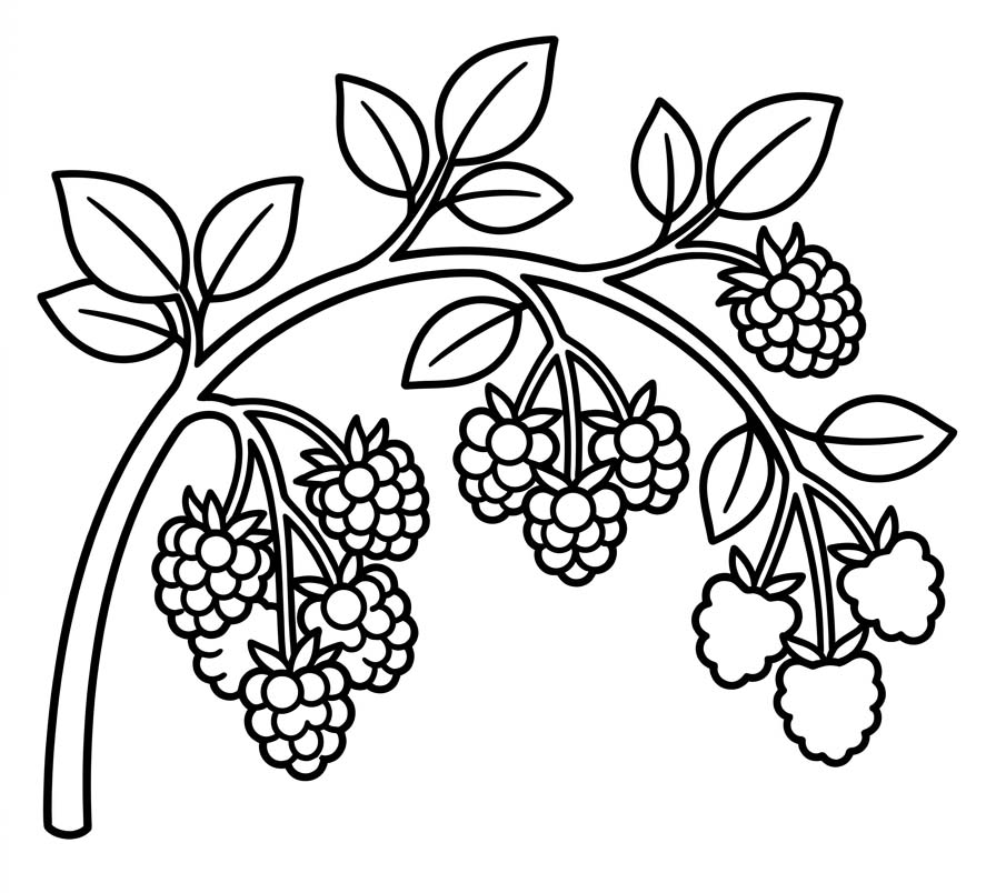 ระบายสี ราสเบอร์รี่ สำหรับเด็ก