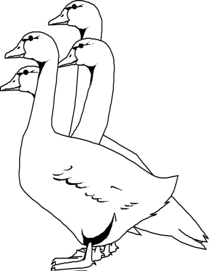 ระบายสี ห่านสี่