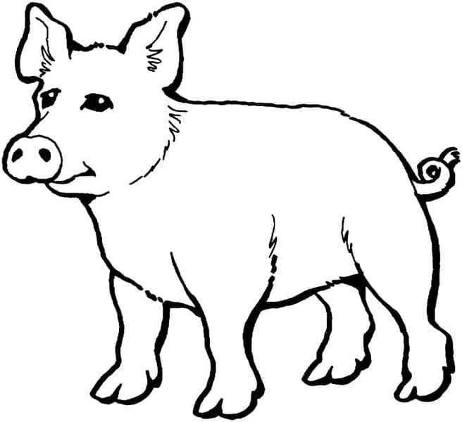 ระบายสี หมูฟรี
