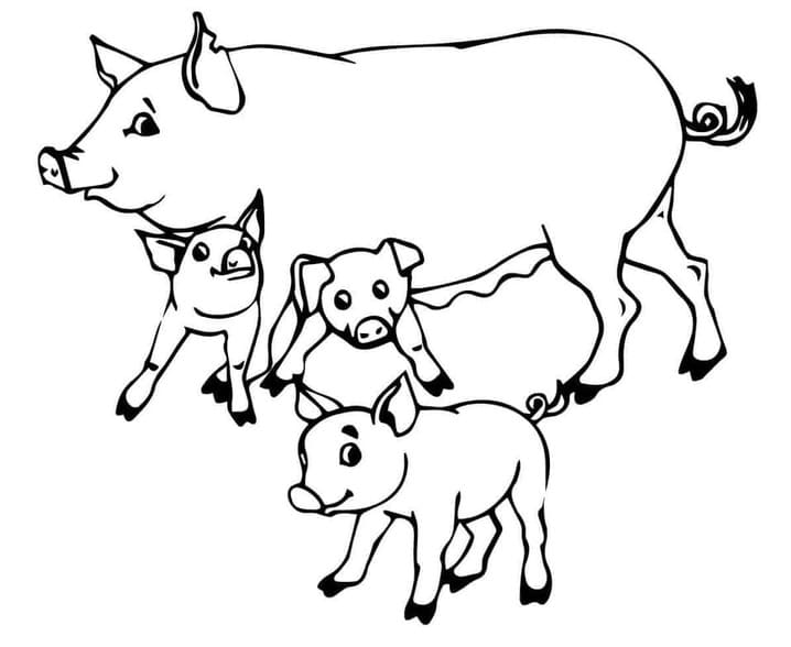 ระบายสี หมูกับลูกหมู