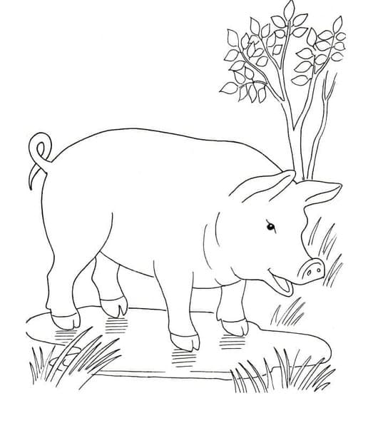 ระบายสี หมูการ์ตูน