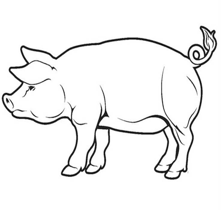 ระบายสี หมูพิมพ์ได้ฟรี