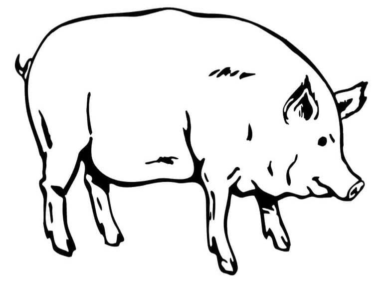 ระบายสี หมูพิมพ์ได้