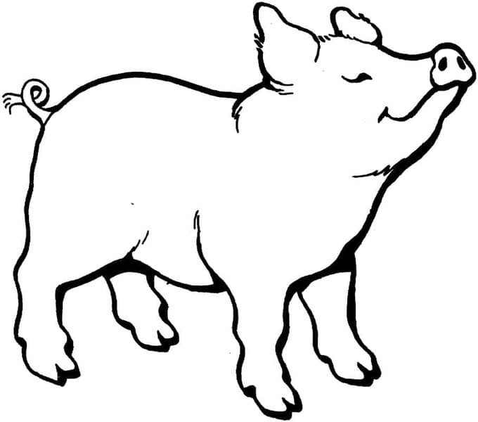 ระบายสี หมูวาด