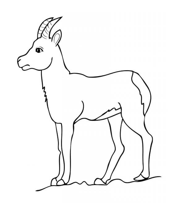 ระบายสี แพะเดินเลาะเชิงเขา