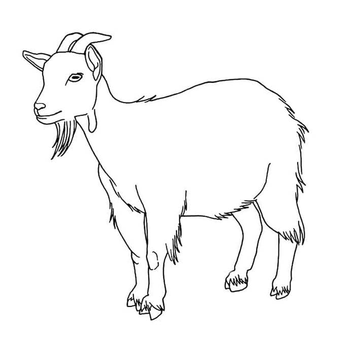 ระบายสี แพะการวาดภาพ