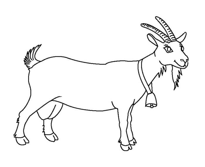 ระบายสี แพะเก่า