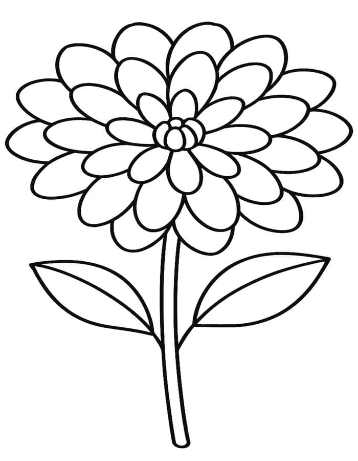 ระบายสี ดาเลียดอกใหญ่