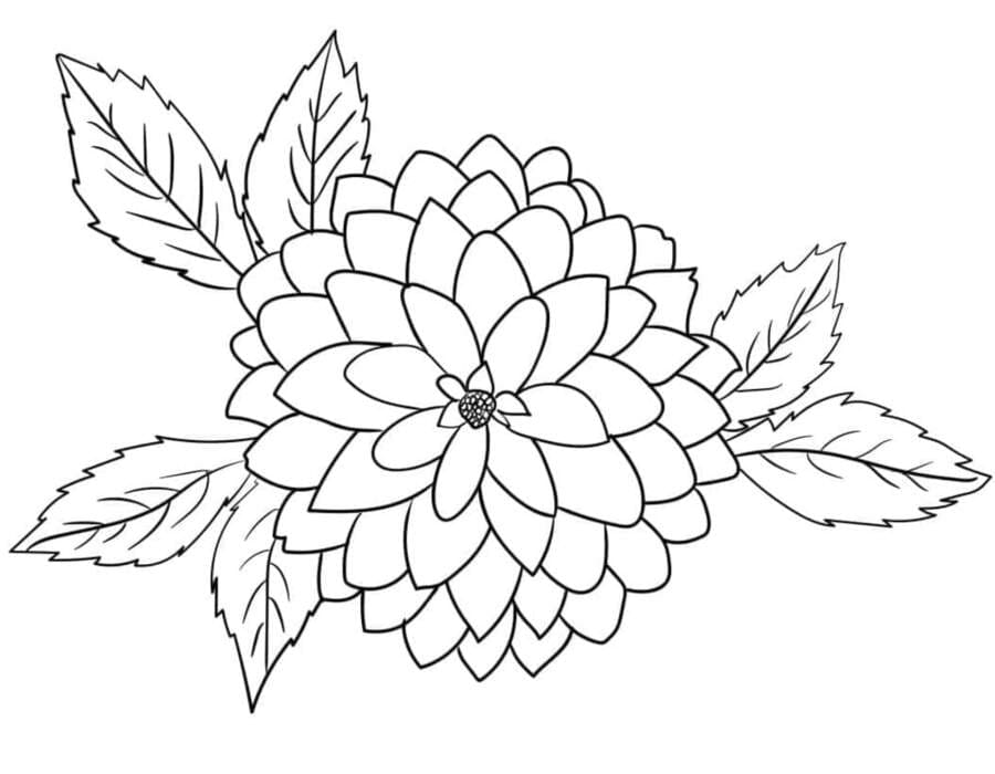 ระบายสี ดาเลียลายเส้นเรียบง่าย