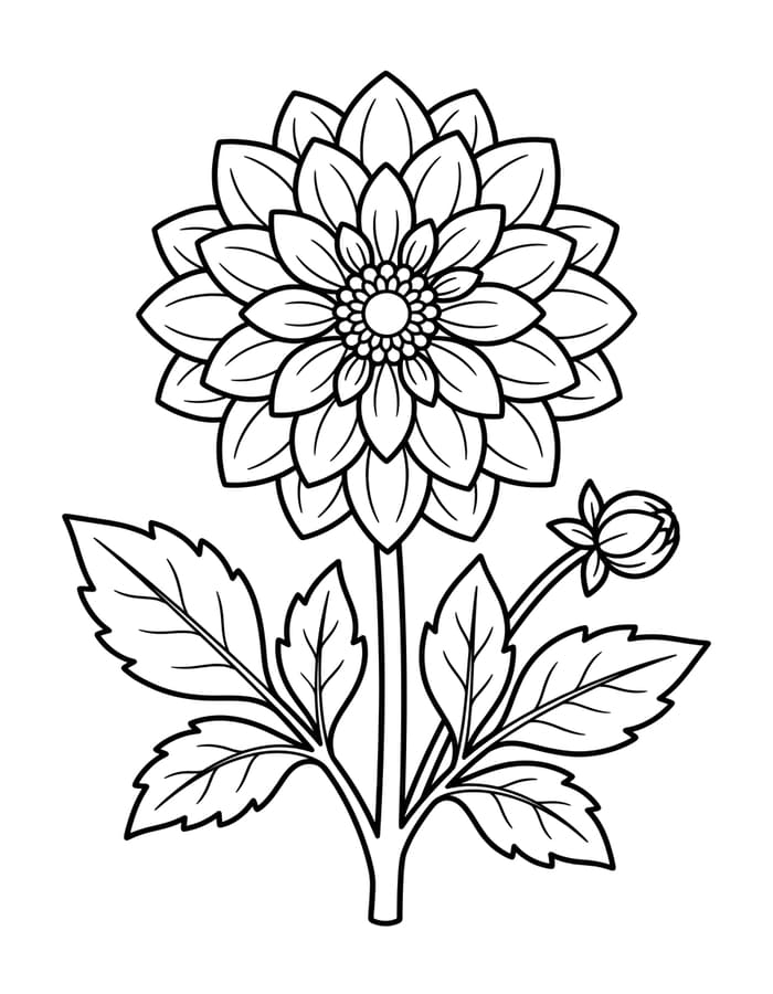 ระบายสี ดาเลีย