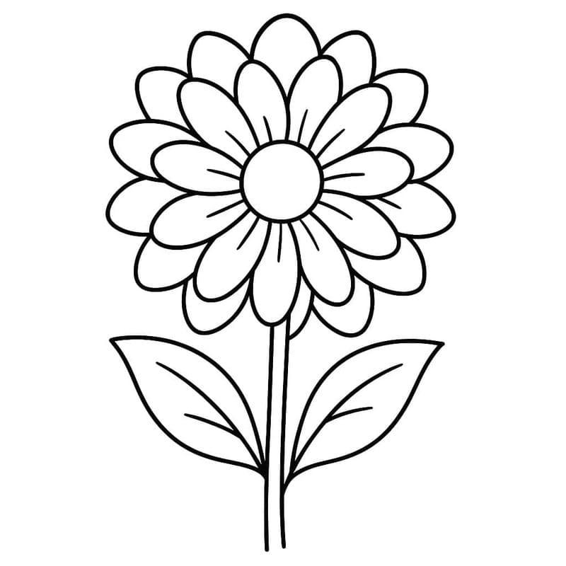 ระบายสี ดาเลีย วาด