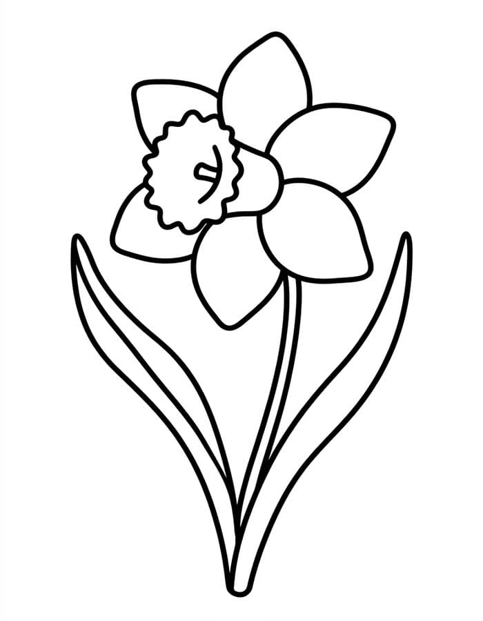 ระบายสี ดอกแดฟโฟดิลบานเต็มที่
