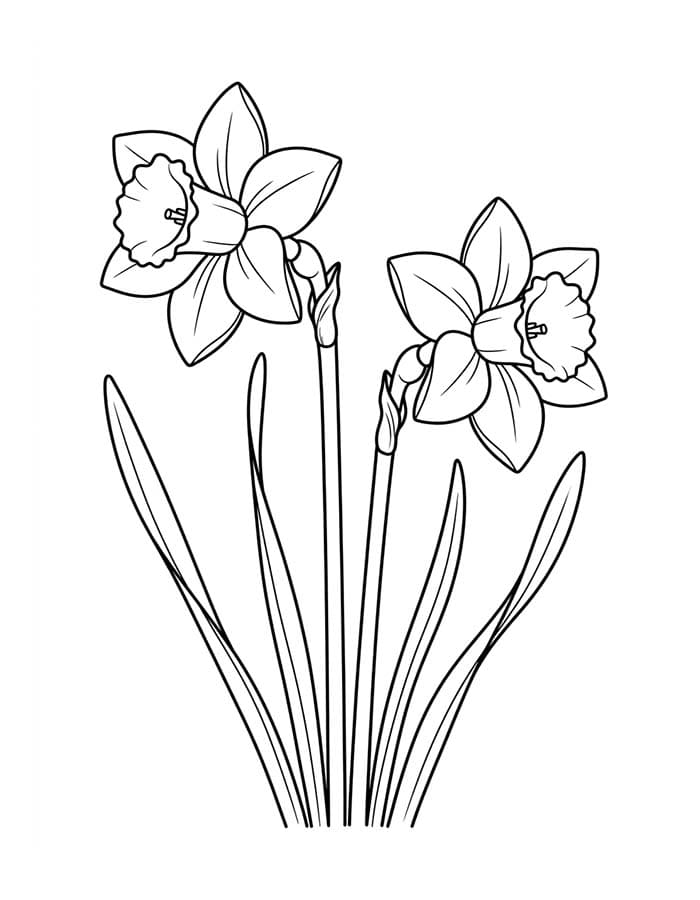 ระบายสี ดอกแดฟโฟดิลหกกลีบ